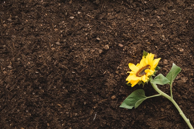 Concetto di giardinaggio con pianta e spazio a sinistra