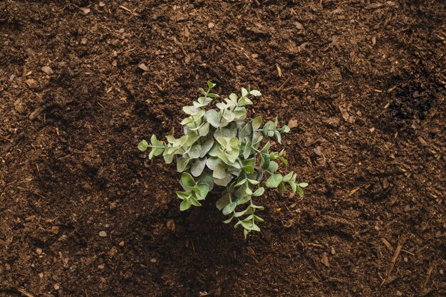 Concetto di giardinaggio con pianta singola