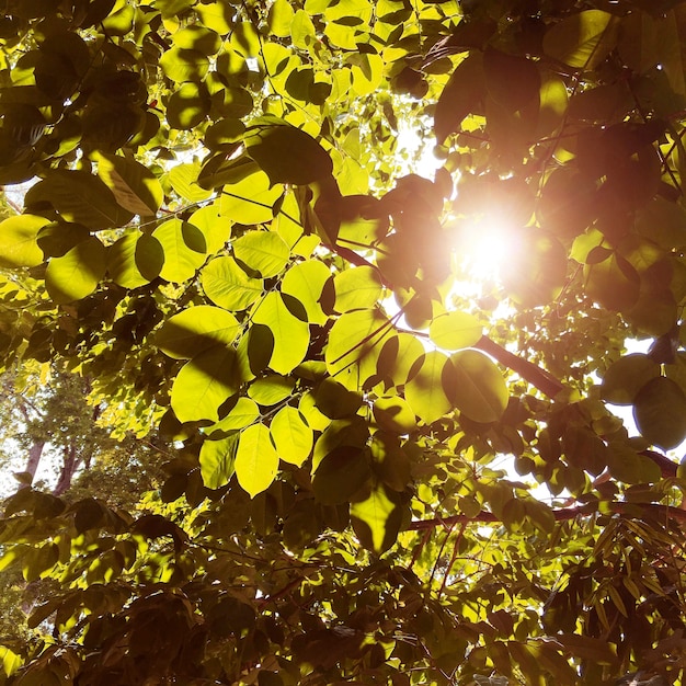 Concetto di luce solare albero vivido natura