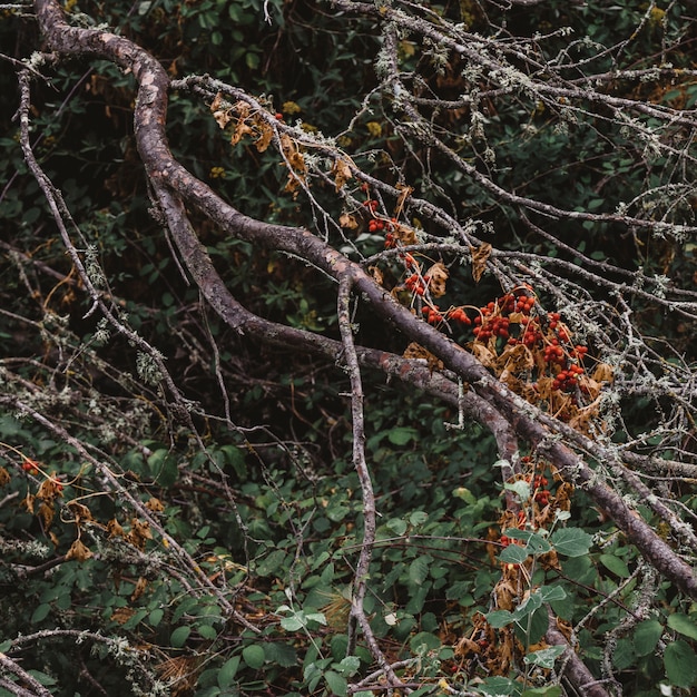 Concetto di natura con i rami