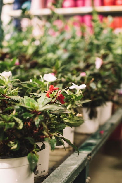 Concetto di natura con vasi di fiori in serra