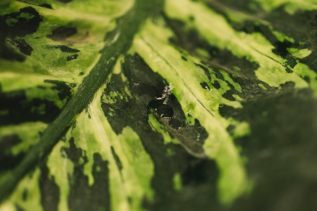 Concetto di natura con vista ravvicinata della foglia tropicale