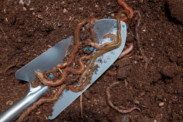 Concetto di natura morta del compost con i lombrichi