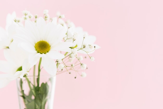 Concetto di primavera con belle margherite