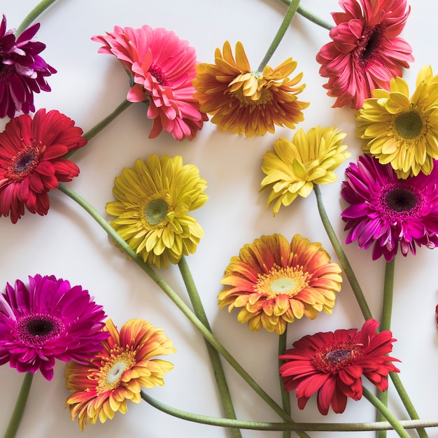 Concetto di primavera con close up di fiori