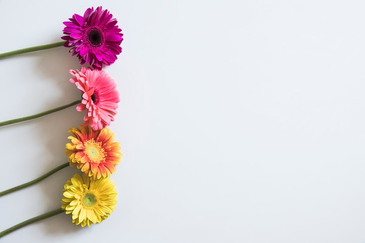 Foto gratuito concetto di primavera con fiori a sinistra