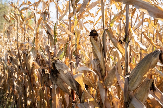 Concetto di stile di vita rurale con campo di mais