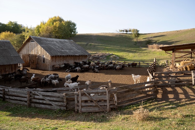 Concetto di vita rurale con animali da fattoria