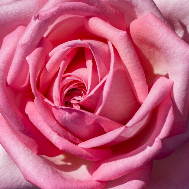 Concetto grazioso del petalo di rosa con il primo piano