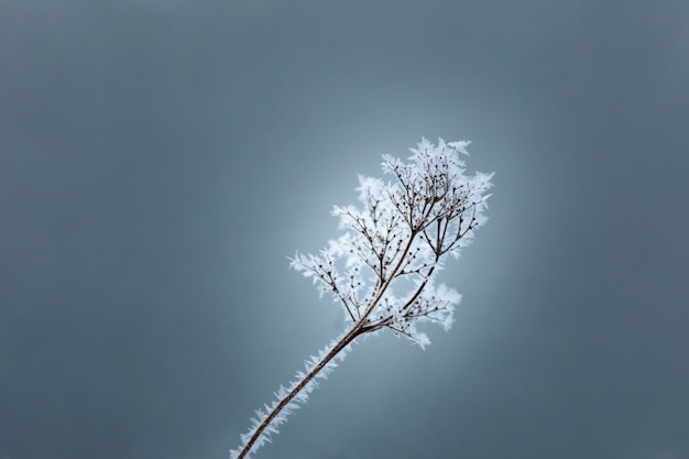 Concetto invernale con neve sui rami