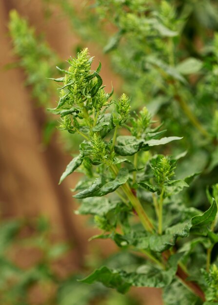 Concetto rurale con pianta verde