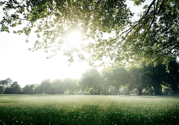 Concetto scenico dell'ambiente del parco del campo verde