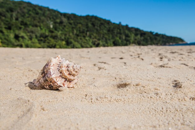 Conchiglia solitaria in spiaggia