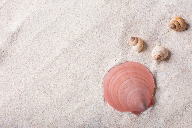 Conchiglie di mare con sabbia come sfondo e copyspace, concetto estivo