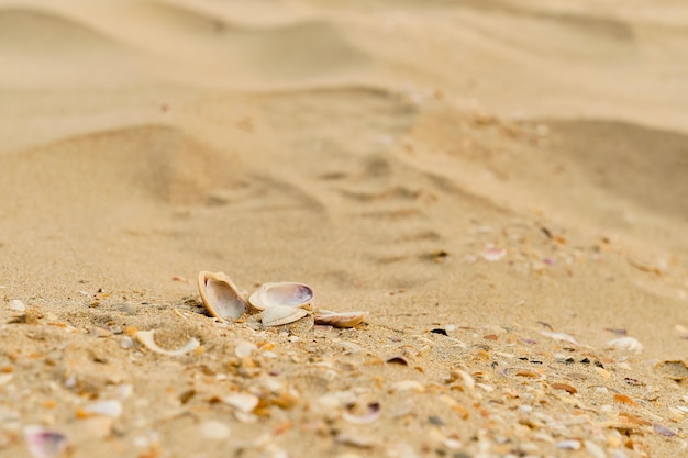 Conchiglie di mare su un'idea di messa a fuoco selettiva del primo piano della spiaggia sabbiosa per uno screensaver o una pubblicità