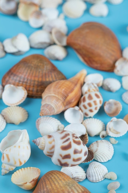 Conchiglie marroni e bianche sull'azzurro.