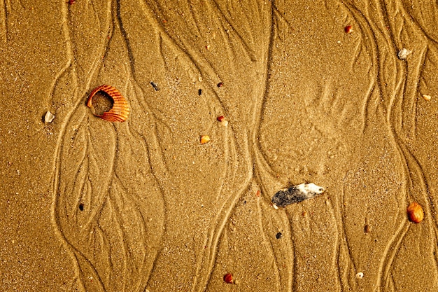 Conchiglie su una spiaggia dorata di sabbia sullo sfondo di texture