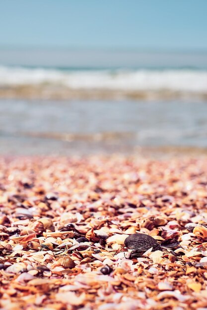 Conchiglie sulla spiaggia in riva al mare closeup messa a fuoco selettiva cornice verticale Sfondo vacanza al mare