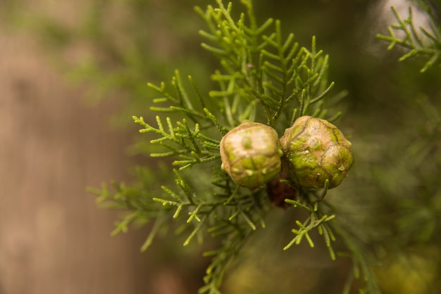 Coni di cipresso luminoso su un albero su sfondo sfocato