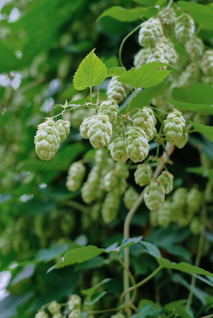 Coni di luppolo da vicino, messa a fuoco selettiva sui coni. Luppolo per la produzione di birra e pane, sfondo agricolo con spazio di copia. Dettaglio del luppolo prima del raccolto autunnale, telaio verticale