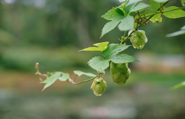 Coni di luppolo freschi verdi in gocce d'acqua, messa a fuoco selettiva sui coni. Luppolo per la produzione di birra e pane, sfondo agricolo con spazio di copia. Dettagli dei coni di luppolo prima della raccolta