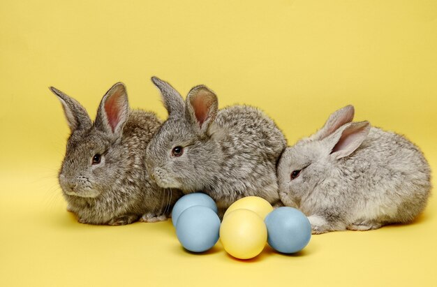 Conigli di coniglietto di pasqua con uova dipinte su giallo