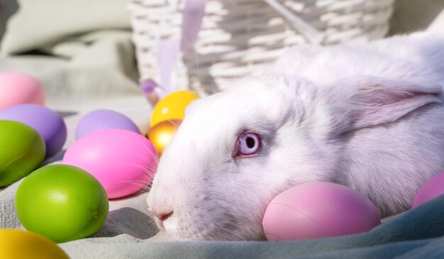 Coniglio bianco di Pasqua con gli occhi azzurri in un cesto di legno con un nastro colorato e uova di Pasqua