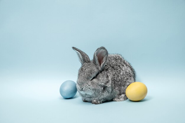 Coniglio di coniglietto di pasqua con uova dipinte su sfondo blu. Pasqua, animale, primavera, celebrazione e concetto di vacanza.