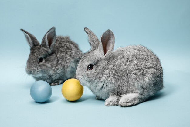 Coniglio di coniglietto di pasqua con uova dipinte su sfondo blu. Pasqua, animale, primavera, celebrazione e concetto di vacanza.