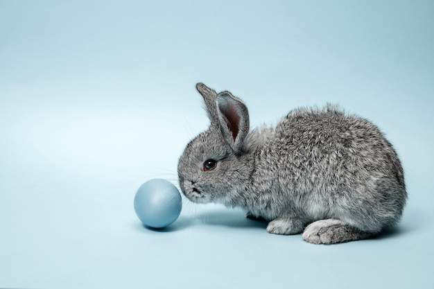 Coniglio di coniglietto di pasqua con uovo dipinto di blu sull'azzurro