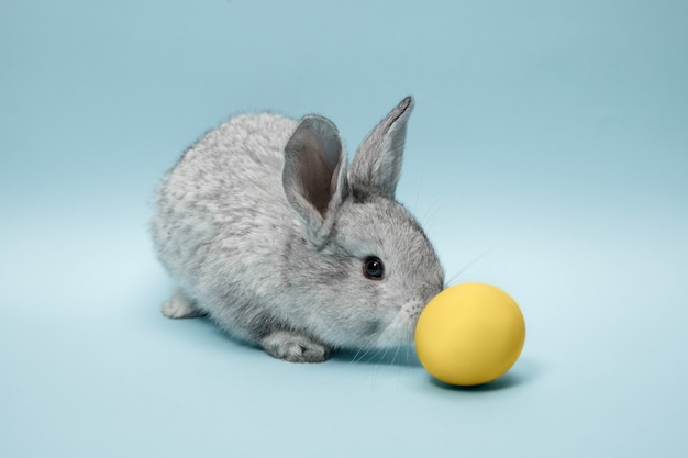 Coniglio di coniglietto di pasqua con uovo dipinto di blu sulla parete blu