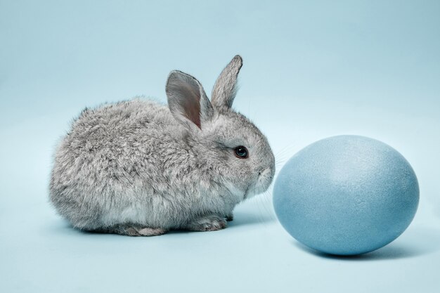 Coniglio di coniglietto di pasqua con uovo dipinto di blu sulla parete blu