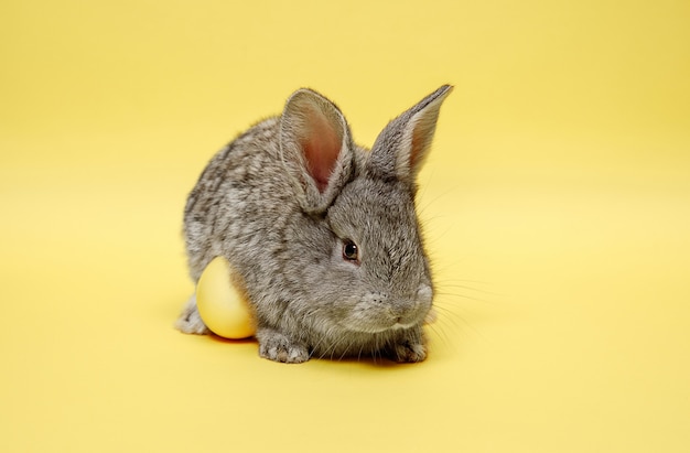 Coniglio di coniglietto di pasqua con uovo dipinto sulla parete gialla