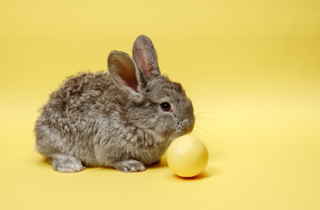 Coniglio di coniglietto di pasqua con uovo dipinto sulla parete gialla