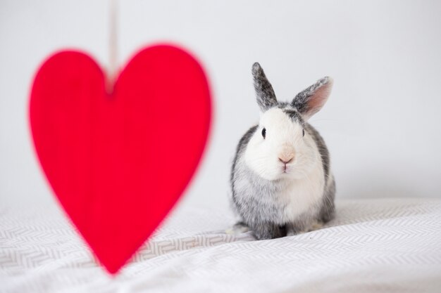 Coniglio divertente e ornamento cuore rosso