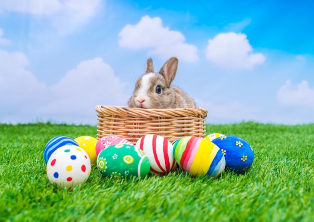 Coniglio e uova di Pasqua in erba verde con cielo blu