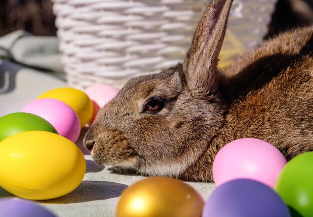 Coniglio marrone pasquale con occhi marroni vicino a un cestino bianco in legno con un nastro colorato e un uovo di Pasqua