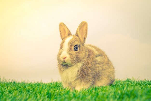 Coniglio su erba verde per le vacanze di Pasqua (proces immagine filtrata