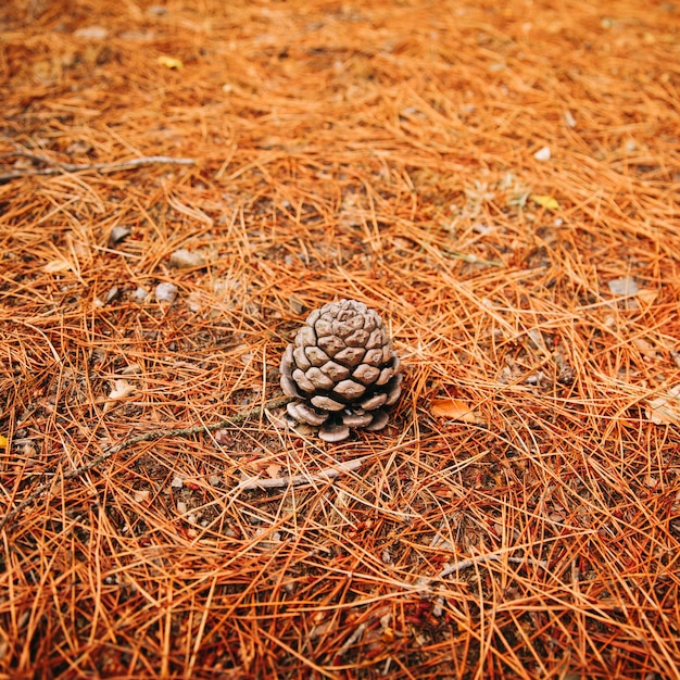 Cono di pino nella foresta