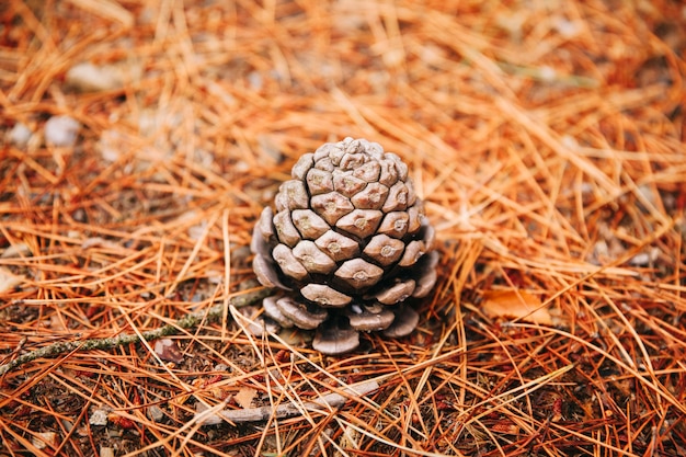 Cono di pino sulla foresta di terra