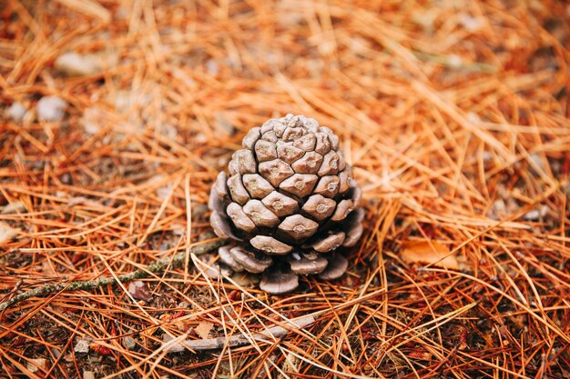 Cono di pino sulla foresta di terra
