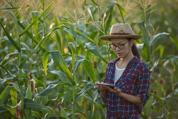 Contadina asiatica con tavoletta digitale nel campo di mais, bellissima alba mattutina sul campo di mais. campo di mais verde nel giardino agricolo e la luce splende al tramonto la sera Sfondo di montagna