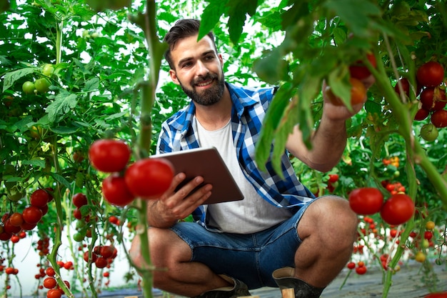 Contadino con computer tablet che controlla la qualità e la freschezza delle verdure di pomodoro nell'azienda agricola biologica