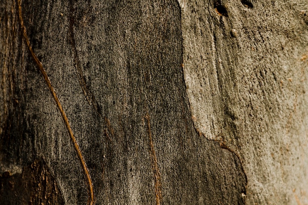 Copi lo spazio struttura di legno arrugginita dell'albero