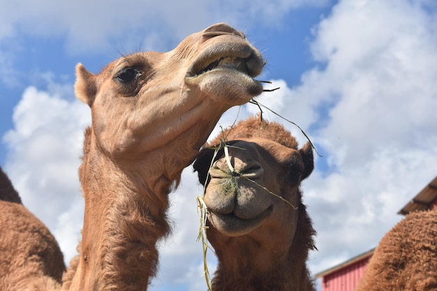 Coppia di cammelli che mangiano fieno stando insieme.