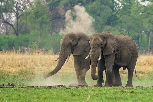 Coppia di elefanti africani che camminano nella terra con polvere e vegetazione