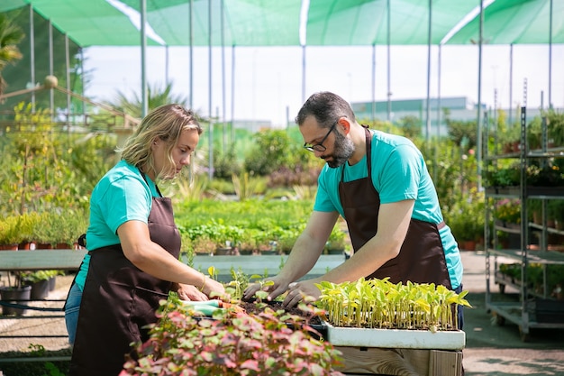 Coppia di giardinieri professionisti che piantano germogli in contenitore con terreno in serra. Vista laterale. Lavoro di giardinaggio, coltivazione o concetto di lavoro di squadra.