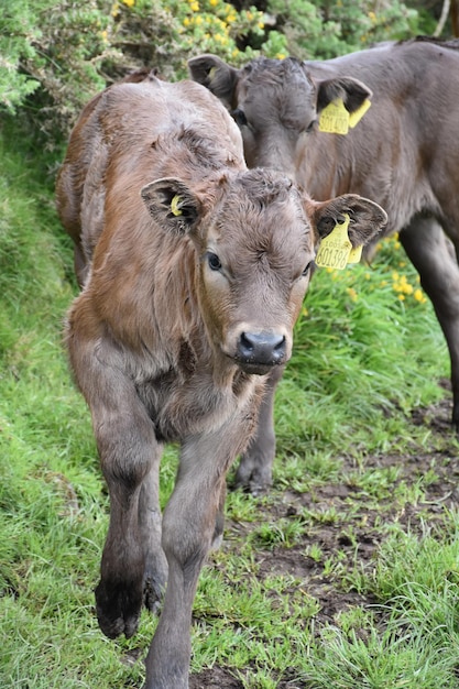 Coppia di vitelli marrone scuro che camminano nel fango