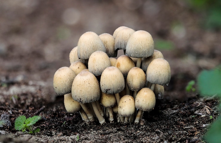 Foto gratuito coprinellus micaceus, cappuccio lucido, cappuccio di mica