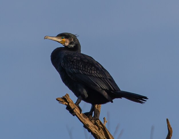 Cormorano nero appollaiato su un ramo su un blu
